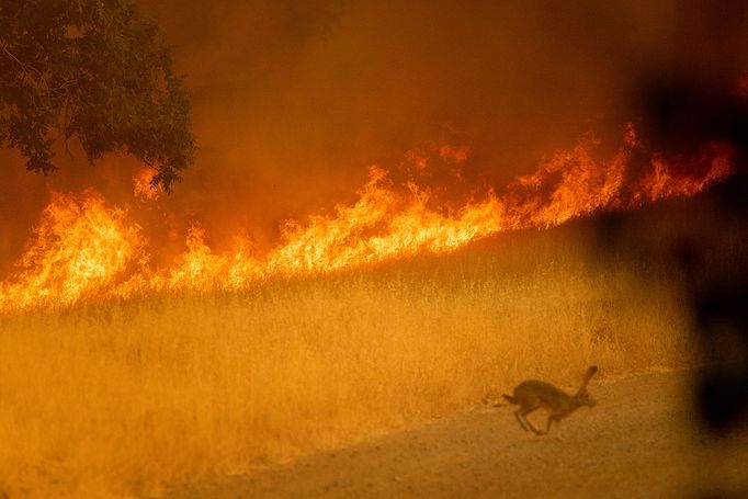 Lesní požár v Kalifornii v oblasti Calif v severní části Kalifornie. Červenec 2018.