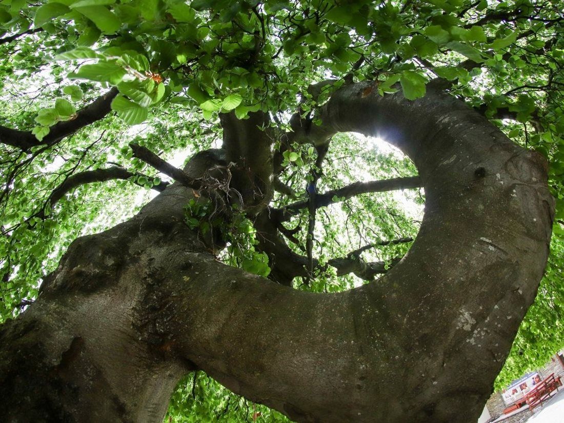 Evropský strom roku - finále -  Slovensko - Tatranský deštník