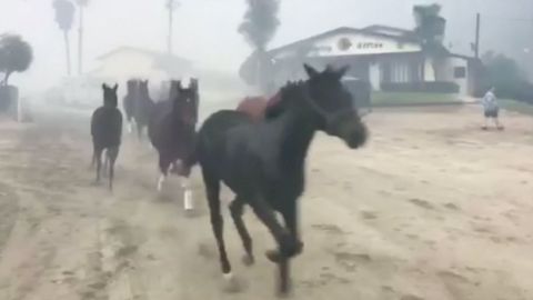 Koně prchali před ničivým požárem v Kalifornii. 35 jich zahynulo