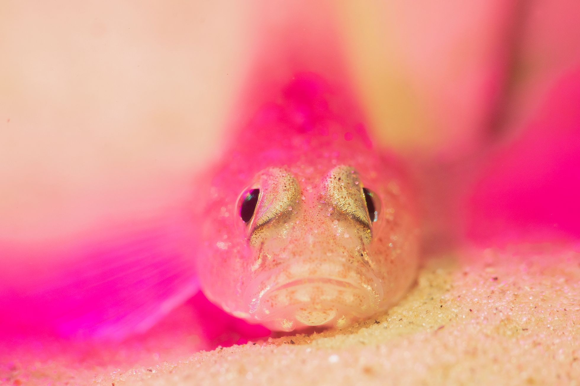 Vítězové soutěže Underwater Photographer of the Year 2021