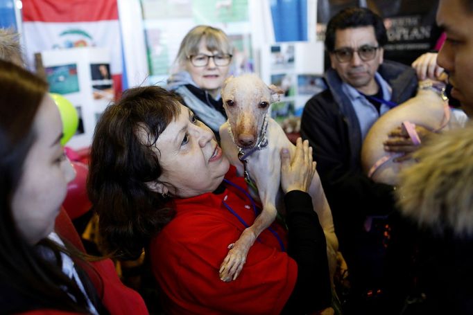 Fotografie z akce Westminster Kennel Club Dog Show, která se konala 11. 2. 2019 v New Yorku v USA.