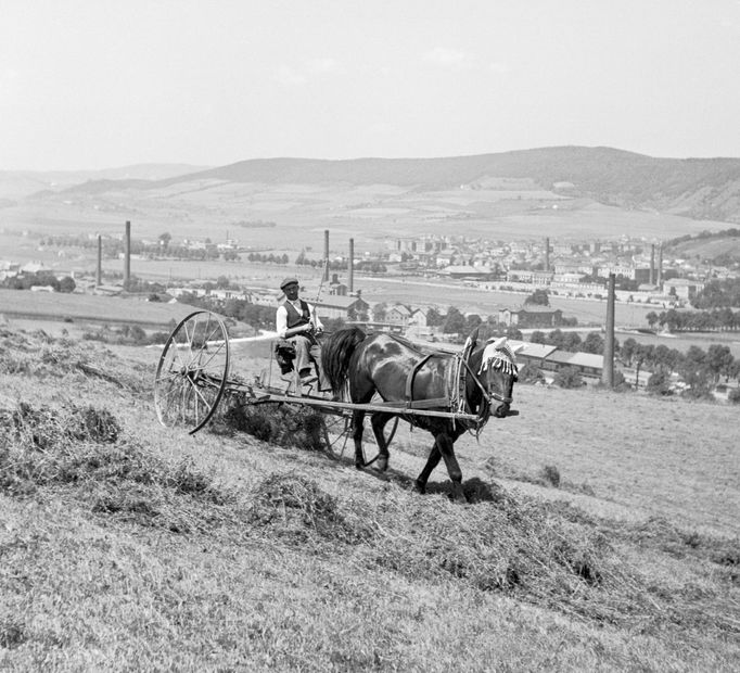 Senoseč - obracení sena v okolí Prahy. Bližší lokalizace neznámá. Rok 1946