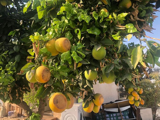 Pomeranče v Kfar Aza.