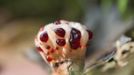 Lošákovec palčivý (Hydnellum peckii)