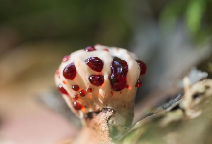 Lošákovec palčivý (Hydnellum peckii)