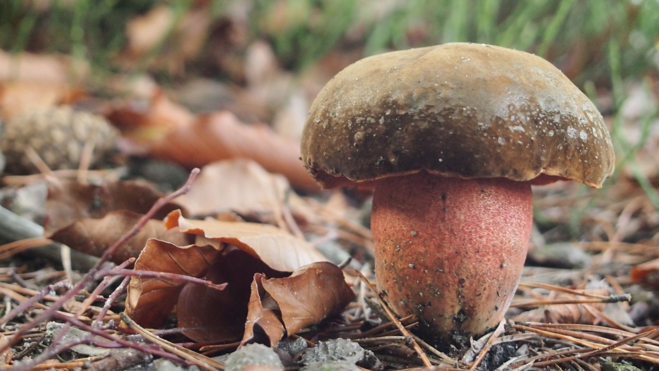 Fotosoutěž: Můj podzim - roman.halow