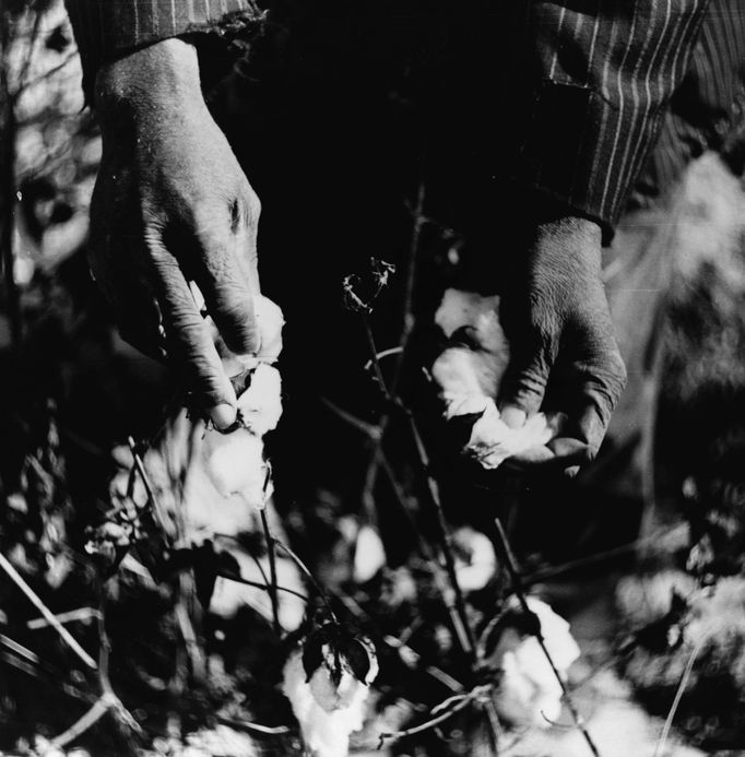 Sběr bavlny na plantáži v Mississippi, 1939.