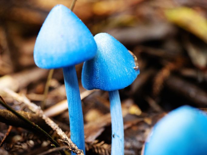 Závojenka Hochstetterova (Entoloma hochstetteri)