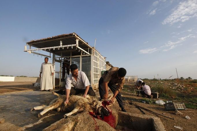 Men slaughter sheep during Eid al-Adha at the village of Habaniya, 85 km (53 miles) west of Baghdad October 26, 2012. Muslims around the world celebrate Eid al-Adha to mark the end of the Hajj by slaughtering sheep, goats, cows and camels to commemorate Prophet Abraham's willingness to sacrifice his son Ismail on God's command. REUTERS/Saad Shalash (IRAQ - Tags - Tags: RELIGION ANIMALS) Published: Říj. 26, 2012, 8:52 dop.