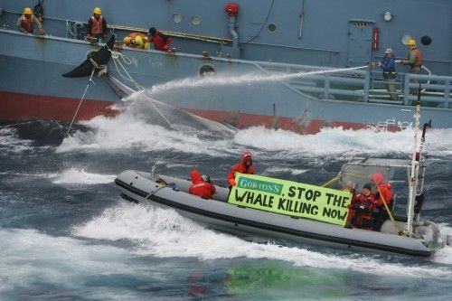 Greenpeace loď proti velrybaření