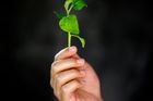 Čeští botanici poznali, jak rostlina řídí svůj růst