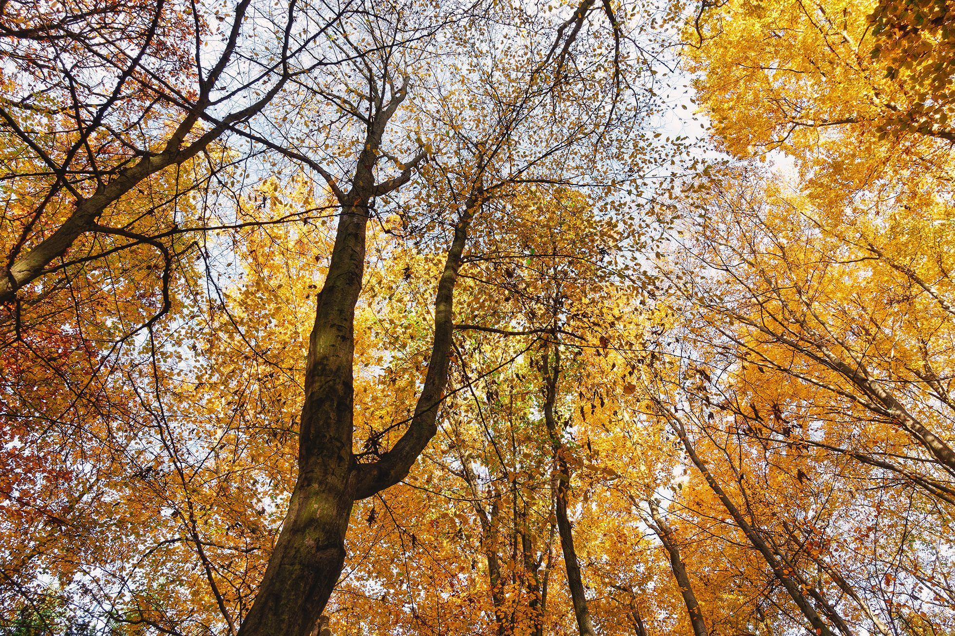 Mohyly z doby bronzové u Velké Dobré na Kladensku, podzim