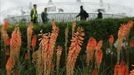 Flowers bloom outside the Olympic Stadium at the Olympic Park in Stratford, the location of the London 2012 Olympic Games, in east London July 16, 2012. REUTERS/Suzanne Plunkett (BRITAIN - Tags: SPORT OLYMPICS TPX IMAGES OF THE DAY ENVIRONMENT) Published: Čec. 16, 2012, 3:41 odp.