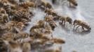 Bees are pictured on a bee hive in Vienna, July 11, 2012. A growing number of urban beekeepers' associations, such as Vienna's Stadtimker, are trying to encourage bees to make their homes in cities, as pesticides and crop monocultures make the countryside increasingly hostile. Bee populations are in sharp decline around the world, under attack from a poorly understood phenomonenon known as colony collapse disorder, whose main causes are believed to include a virus spread by mites that feed on haemolymph - bees' "blood". Picture taken July 11, 2012. REUTERS/Lisi Niesner (AUSTRIA - Tags: ENVIRONMENT ANIMALS) Published: Čec. 25, 2012, 3:44 odp.