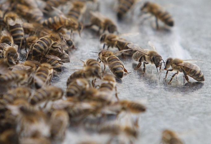 Bees are pictured on a bee hive in Vienna, July 11, 2012. A growing number of urban beekeepers' associations, such as Vienna's Stadtimker, are trying to encourage bees to make their homes in cities, as pesticides and crop monocultures make the countryside increasingly hostile. Bee populations are in sharp decline around the world, under attack from a poorly understood phenomonenon known as colony collapse disorder, whose main causes are believed to include a virus spread by mites that feed on haemolymph - bees' "blood". Picture taken July 11, 2012. REUTERS/Lisi Niesner (AUSTRIA - Tags: ENVIRONMENT ANIMALS) Published: Čec. 25, 2012, 3:44 odp.