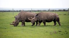 Najin (vpředu) a Patu, poslední dvě samice nosorožce severního bílého na světě