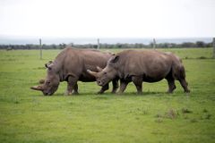 Němci chtějí zachránit vymírající nosorožčí druh. Poprvé zkusí umělé oplodnění
