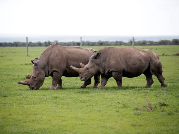 Rezervace Ol Pejeta v Keni