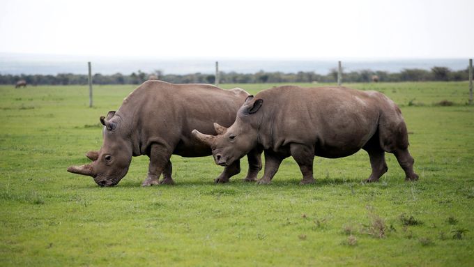 Najin (vpředu) a Fatu, poslední dvě samice nosorožce severního bílého na světě. Žijí v rezervaci Ol Pejeta v Keni.