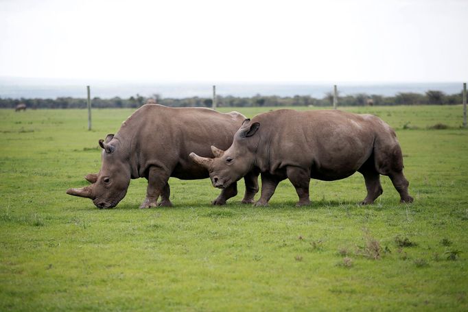 Rezervace Ol Pejeta v Keni