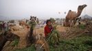 A boy feeds camels while waiting for customers at Pushkar Fair in the desert Indian state of Rajasthan November 22, 2012. Many international and domestic tourists throng to Pushkar to witness one of the most colourful and popular fairs in India. Thousands of animals, mainly camels, are brought to the fair to be sold and traded. REUTERS/Danish Siddiqui (INDIA - Tags: ANIMALS SOCIETY) Published: Lis. 22, 2012, 3:50 odp.