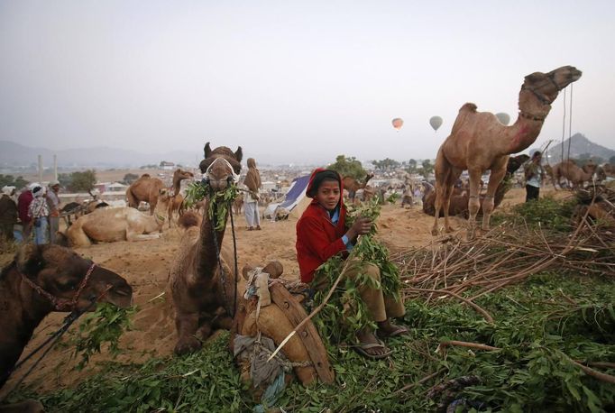 A boy feeds camels while waiting for customers at Pushkar Fair in the desert Indian state of Rajasthan November 22, 2012. Many international and domestic tourists throng to Pushkar to witness one of the most colourful and popular fairs in India. Thousands of animals, mainly camels, are brought to the fair to be sold and traded. REUTERS/Danish Siddiqui (INDIA - Tags: ANIMALS SOCIETY) Published: Lis. 22, 2012, 3:50 odp.