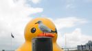 Rubber Duck giant settles in Sydney 7 January 2013 - Sydney, Australia: A giant inflatable duck is the centerpiece of the 2013 Sydney festival. The work of Dutch artist, Florentijn Hofman called somewhat obviously "Rubber Duck", is a whimsical installation which will remain afloat in Cockle Bay, Darling Harbour through to 23 January 2013.