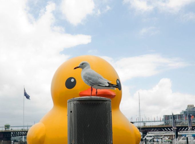 Rubber Duck giant settles in Sydney 7 January 2013 - Sydney, Australia: A giant inflatable duck is the centerpiece of the 2013 Sydney festival. The work of Dutch artist, Florentijn Hofman called somewhat obviously "Rubber Duck", is a whimsical installation which will remain afloat in Cockle Bay, Darling Harbour through to 23 January 2013.