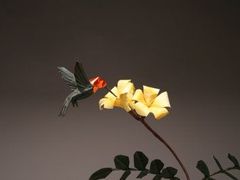 Origami: kolibřík poskládaný jen z papíru.