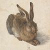 Albrecht Dürer: Zajíc