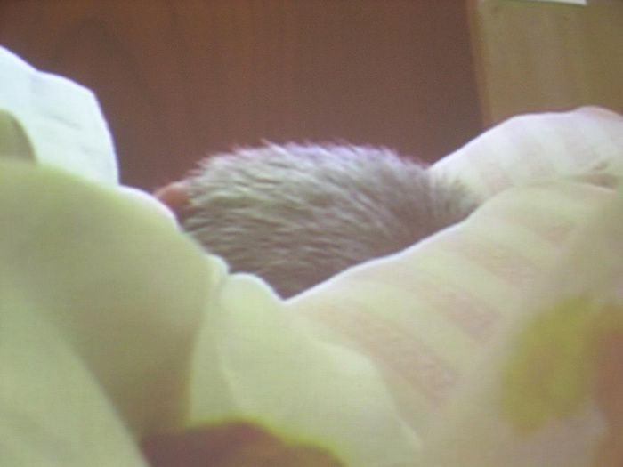 Cena Jindřicha chalupeckého