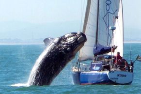 Čtyřicetitunová velryba skočila na výletní jachtu