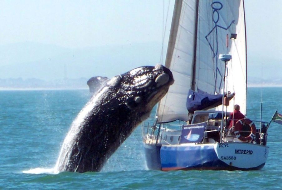 Velryba zničila jachtu