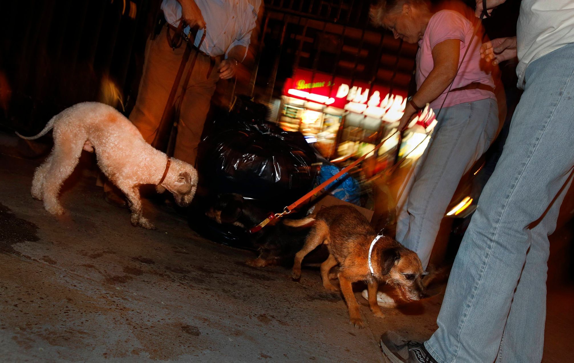 Catcher, a Bedlington Terrier, and Tanner, a Border Terrier, hunt for rats in a small park on New York City's Lower East Side