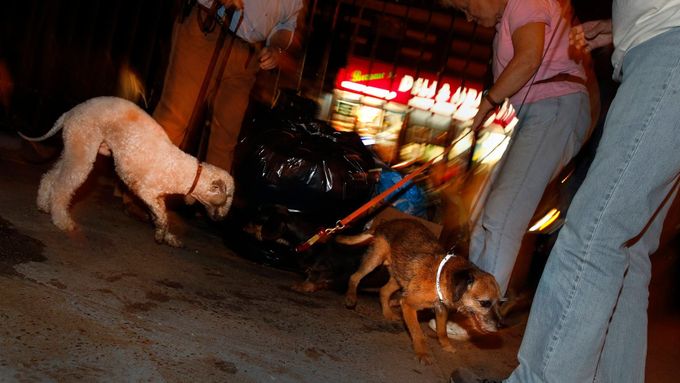 Foto: New York plný krys. Zachrání ho pořadatelé psích honů?