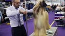 Fotografie z akce Westminster Kennel Club Dog Show, která se konala 11. 2. 2019 v New Yorku v USA.