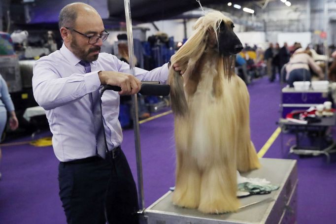 Fotografie z akce Westminster Kennel Club Dog Show, která se konala 11. 2. 2019 v New Yorku v USA.