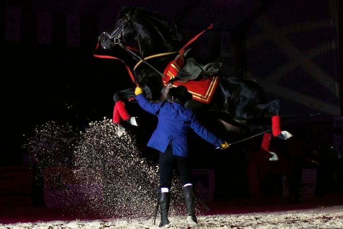 Andaluský jezdec vystupuje se svým španělským plnokrevníkem na Sacab Andalusian show v Coinu, blízko španělské Malagy.