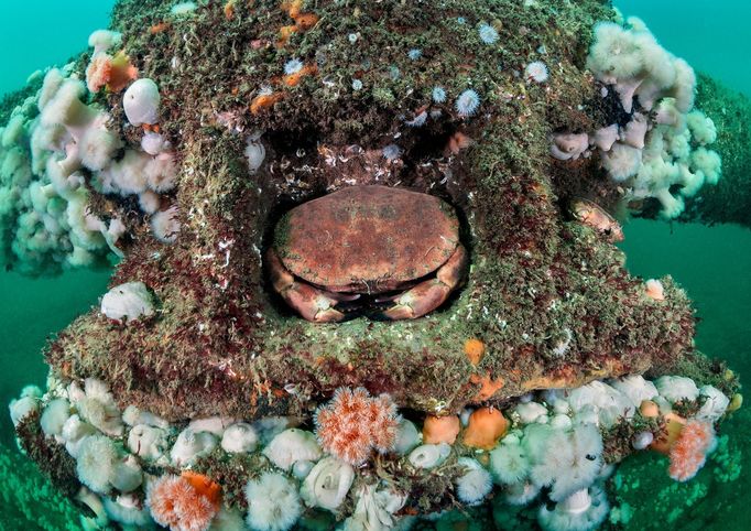 Vítězové soutěže Underwater Photographer of the Year 2021