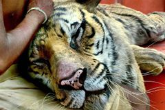 Recenze: Ind s tygrem ve člunu testují víru v báchorky