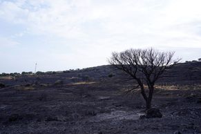 Foto: Lesy sežehlé na uhel. Oblíbený ostrov zasáhly požáry, Sardinie prosí o pomoc