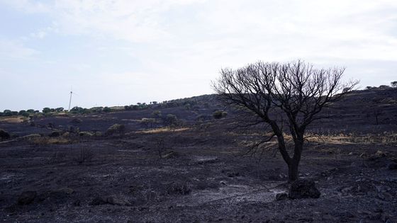 Foto: Lesy sežehlé na uhel. Oblíbený ostrov zasáhly požáry, Sardinie prosí o pomoc