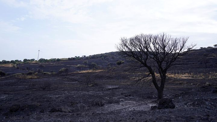 Foto: Lesy sežehlé na uhel. Oblíbený ostrov zasáhly požáry, Sardinie prosí o pomoc; Zdroj foto: ČTK