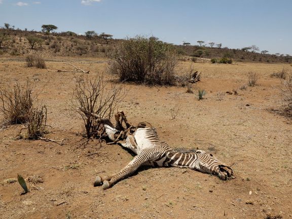 Vzácná zebra Grévyho uhynula kvůli suchu.