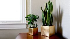 tchýnin jazyk, rostliny, rostlina