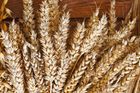 Přežití lidstva je závislé na pšenici. Dle vědců ji ale decimuje sucho, prudce zdraží