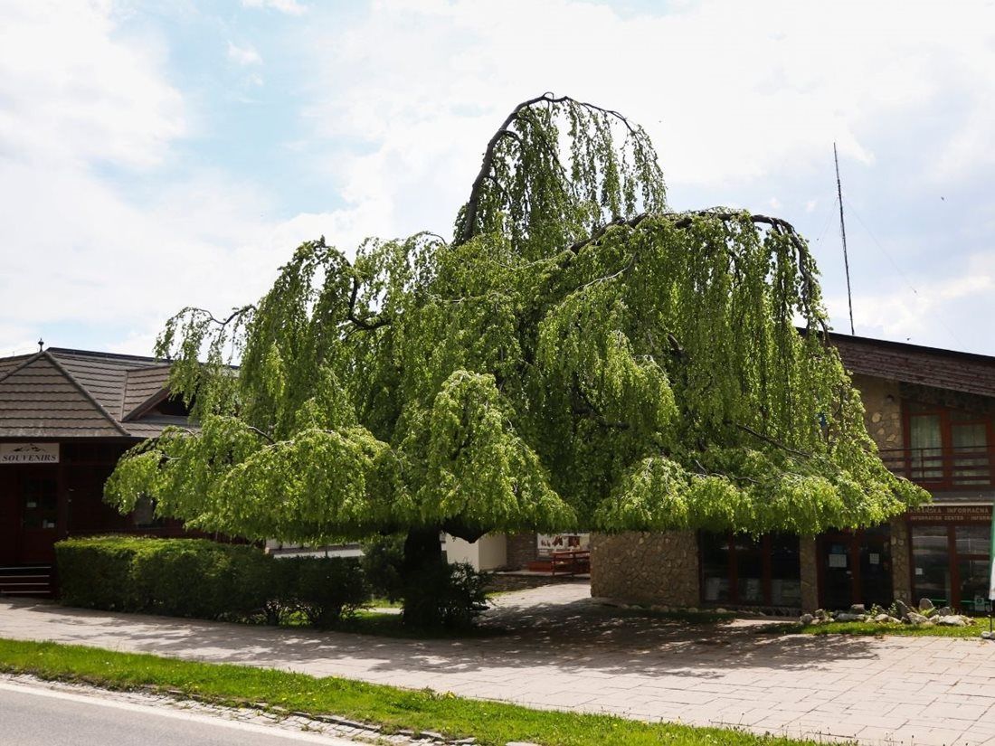Evropský strom roku - finále -  Slovensko - Tatranský deštník