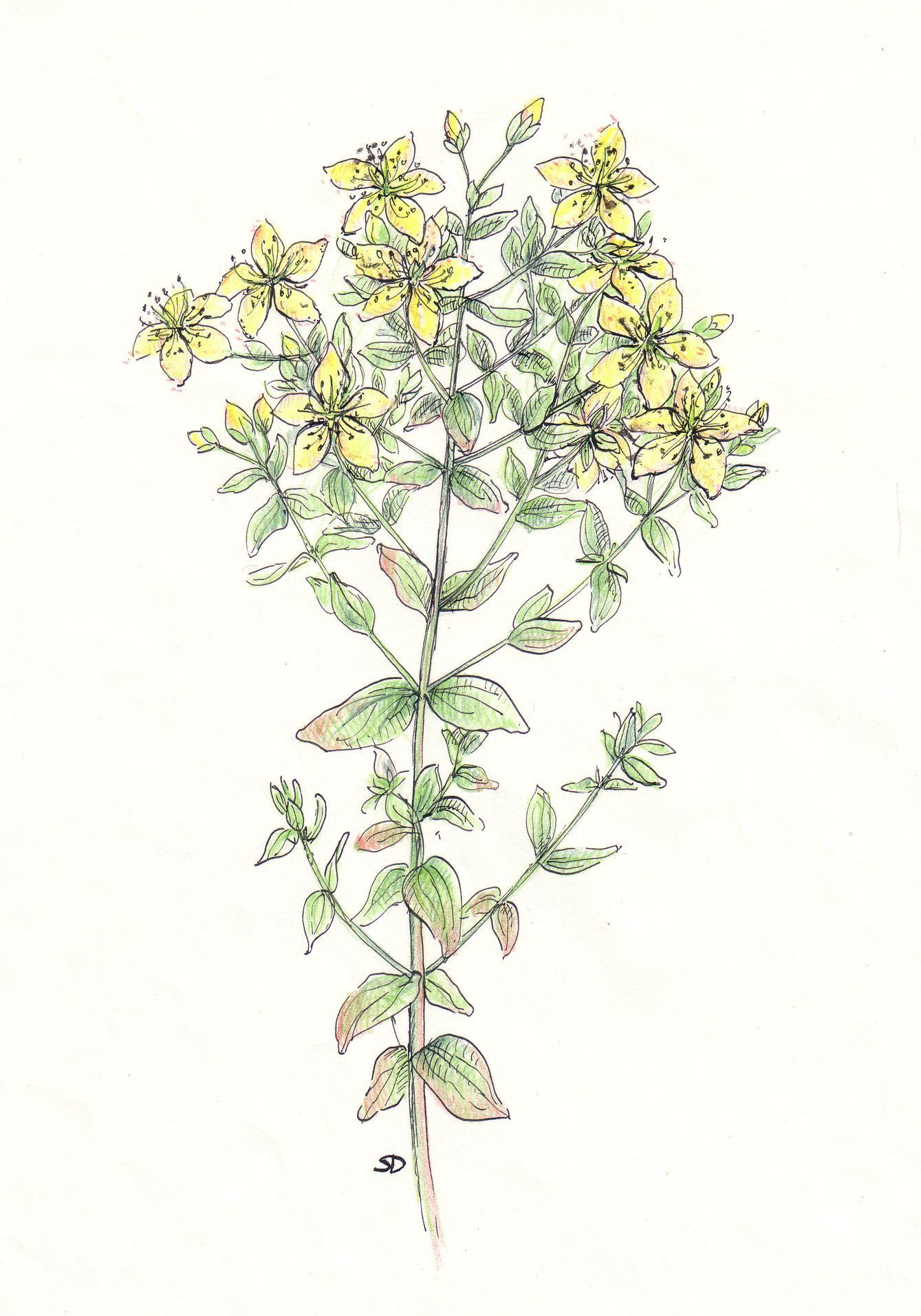 kresby, dr. dudek. bylinky