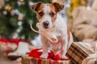 Pes není dárek, pod stromeček nepatří. Útulky v Německu zakazují adopce před Vánoci
