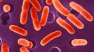 Hemoragická E. coli. Bakterie se přenáší nejčastěji špatně upravenými potravinami, zejména nedovařeným masem a mléčnými produkty. Způsobuje průjmy a koliky.